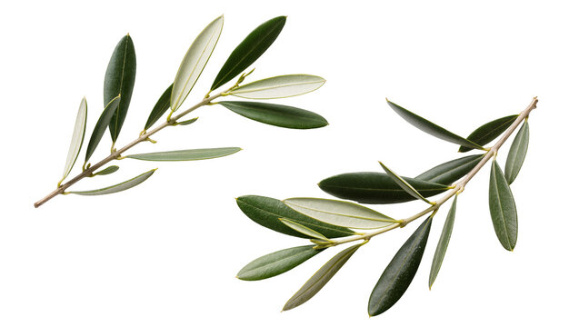 Two olive branches with green leaves
