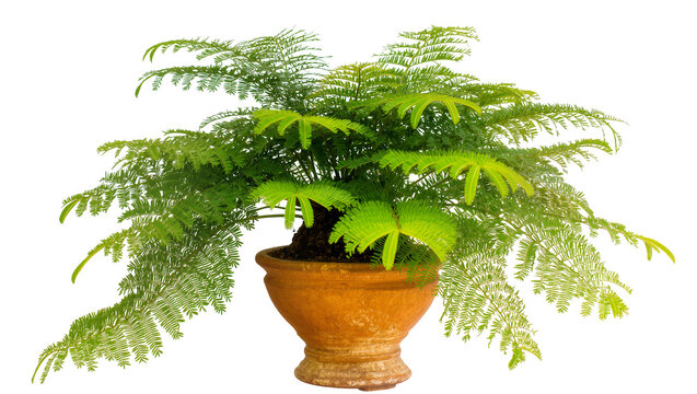 Green fern plant in terracotta pot with delicate fronds