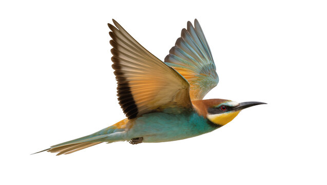 European Bee-eater bird in flight with wings spread