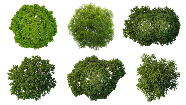 Six green leafy trees from top view