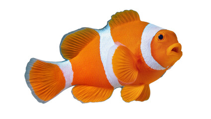 Orange clownfish with white stripes and fins © Ari