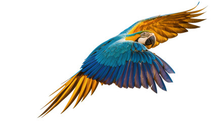 Blue and yellow macaw parrot flying with wings spread © Ari