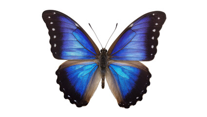 Blue Morpho Butterfly with Black Wing Edges and White Spots © Ari