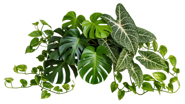 Monstera Deliciosa and Caladium Leaves with Pothos Vines