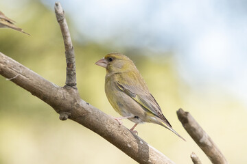 Obraz premium La elegancia del Verderón común (Chloris chloris)