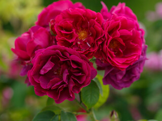 Obraz premium The Rosa Darcey Bussell is a magnificent English rose with an amazing fragrance. Floral background. Natural wallpaper. Beautiful purple roses close up.