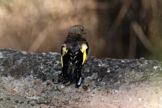 Sec&aacute;ndose despu&eacute;s de haberse dado un buen ba&ntilde;o. Chivon de Jilguero (Carduelis Carduelis)