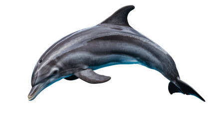 Gray dolphin with dark stripes swimming © Lena