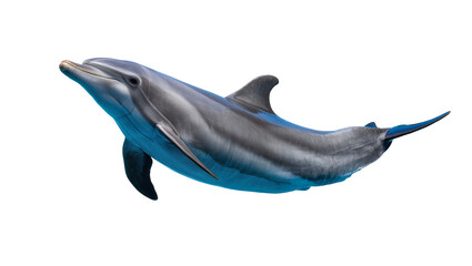 Bottlenose dolphin swimming underwater with blue hues © Lena