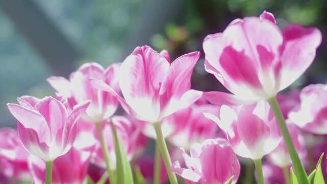 4K Handheld close-up shot of a beautiful pink tulip blooming in the garden