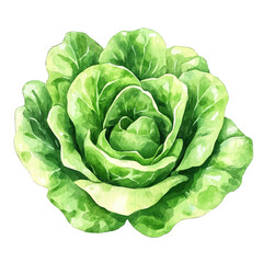 Obraz premium Lettuce, watercolor painting vector, isolated on a white background.