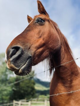 Caballo