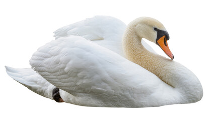 White swan with orange beak resting on white © Jonas