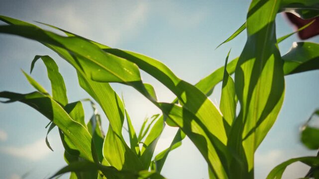 Farmer in farm clothes walks between rows of young corn stalks and green leaves in a cornfield, inspecting corn cobs for growth for crop monitoring by an agricultural business activities