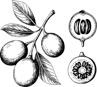 Vintage of olives on a branch and sliced fruit