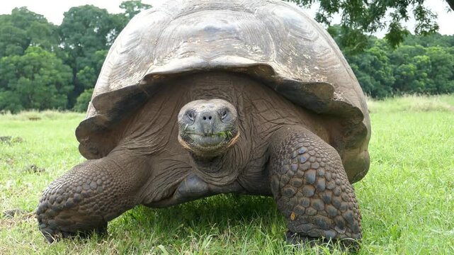 Giant Galapagos tortoise walking towards camera for extreme close-up