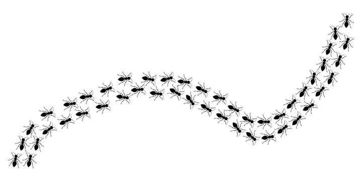 Ants march in a line vector, Element for design isolated on white background. Flat vector illustration