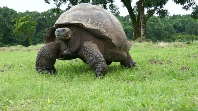 Huge Galapagos tortoise slowly and steadily walking across grass in protected conservation area