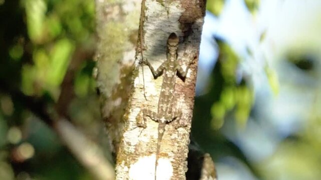 Draco volans (klarap) camouflaged on the tree. This animal is known as the flying gecko.