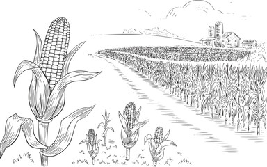 トウモロコシ畑と背景に農家、手前に新鮮なトウモロコシの穂が描かれた手描きイラスト。 © HasnaHena55