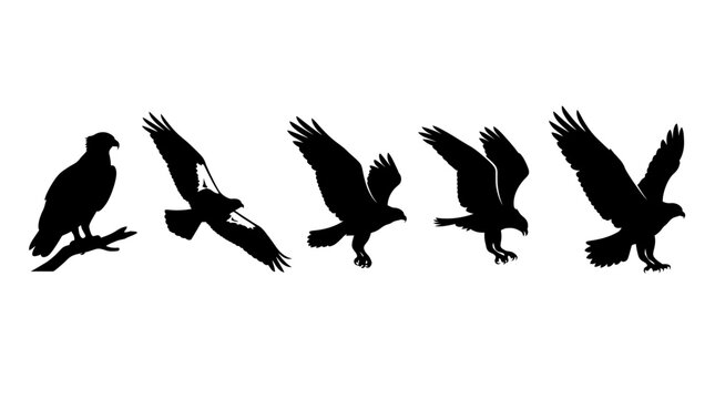 Osprey Silhouette Collection Set with Flying and Perching Sea Hawk Eagles