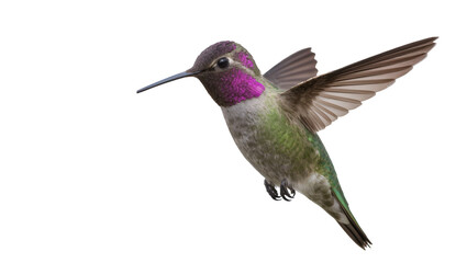 Fototapeta premium Anna s Hummingbird with iridescent purple throat and green body in flight