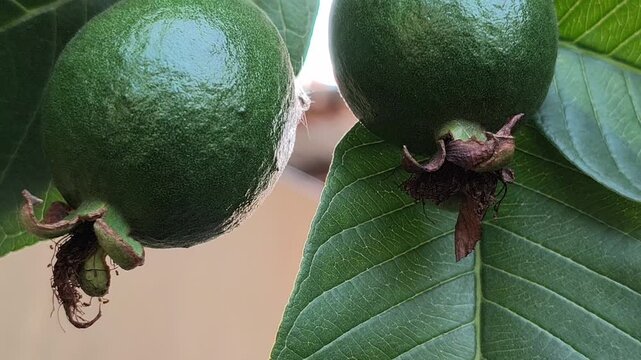 Fresh young guava fruit with a deep green color growing naturally on the tree, showcasing its healthy appearance and early stage of development in a tropical orchard.