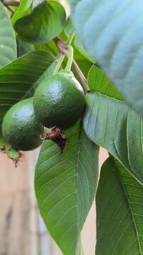 Fresh young guava fruit with a deep green color growing naturally on the tree, showcasing its healthy appearance and early stage of development in a tropical orchard.