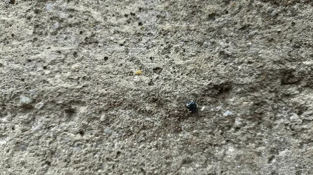 close up of insect on the ground