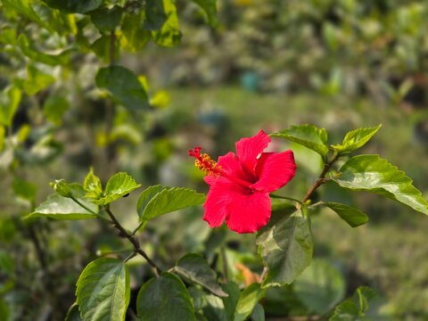 Hibiscus rosa-sinensis, known colloquially as Chinese hibiscus, China rose,Hawaiian hibiscus, rose mallow and shoeblack plant,is a species of tropical hibiscus, a flowering plant