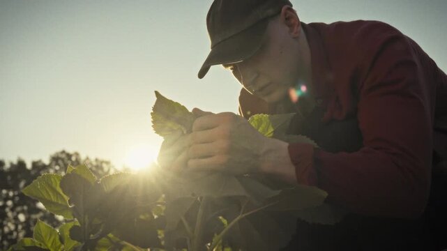 In an industrial field at dusk, a young farmer sits on the grass, closely inspecting the leaves of a newly sprouted sunflower, performing routine crop assessment for agricultural monitoring, concept
