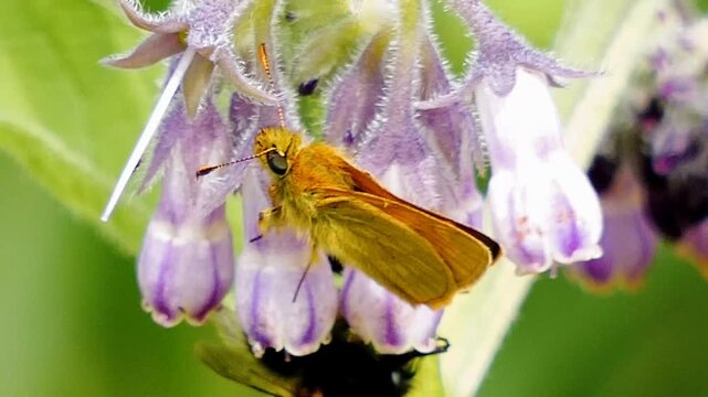 A large skipper butterfly (Ochlodes sylvanus) rests on purple flower heads. Bright sunshine illuminates the butterfly's orange-brown wings. A white tailed bumblebee appears in the background.