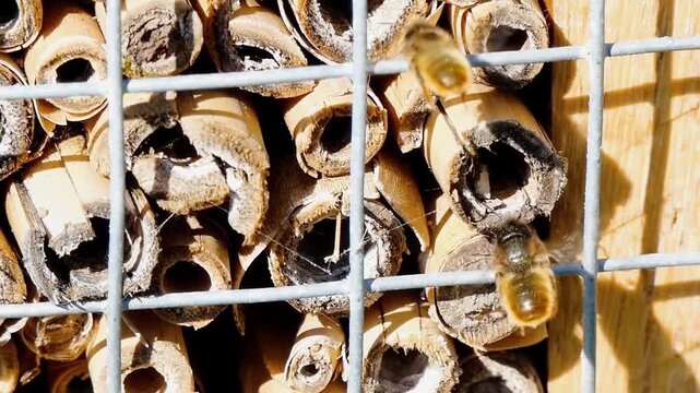 Red mason bees (Osmia bicornis) using a man-made bug hotel. A bee enters one of the numerous bamboo canes, provided for bees and other insects to lay eggs and shelter in. 