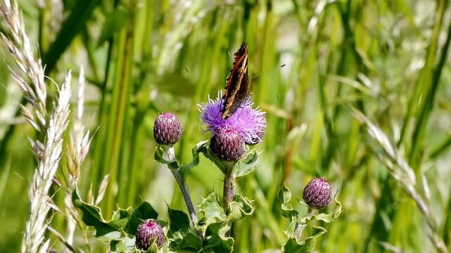 A small tortoiseshell butterfly (Aglais urticae) extends its proboscis into a purple thistle flower to extract nectar. The butterfly's wings are reddish orange, with black and yellow markings.
