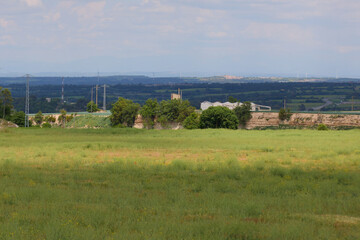 Fototapeta premium A wide horizontal landscape showing a lush green agricultural field under a clear summer sky with rolling countryside hills and distant trees on the horizon.