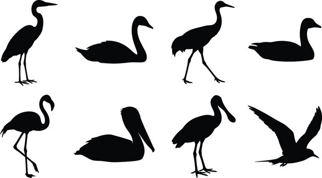 Set of black flat silhouettes featuring various wading birds and aquatic waterfowls