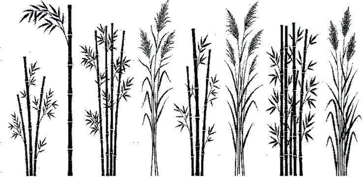Black and white illustration of various bamboo plants