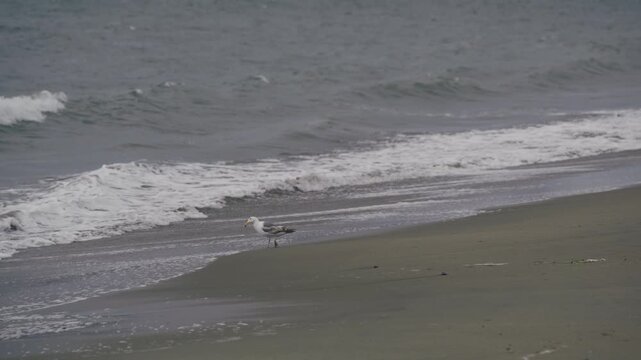 Gull Standing at San Francisco Shoreline With Waves Breaking - Medium Shot