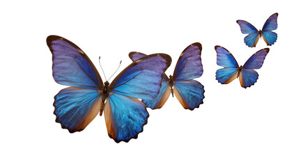 Four Blue Morpho Butterflies with Iridescent Wings © Clementine