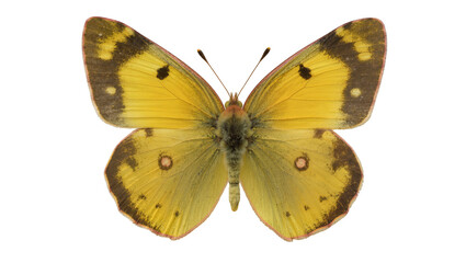 Yellow butterfly with black spots and brown wing edges © Clementine