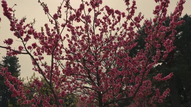 Blooming Ume Blossom Branch in Kyoto, Japan