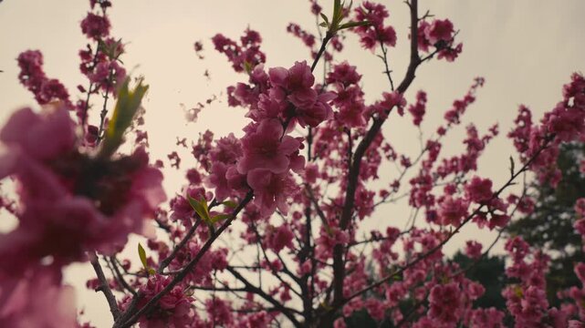 Blooming Ume Blossom Branch in Kyoto, Japan