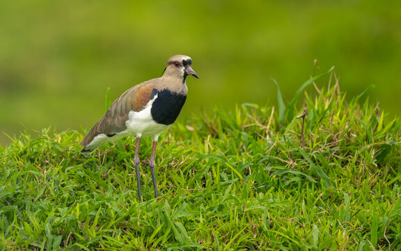 Bronzekiebitz (Vanellus chilensis)