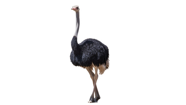 Ostrich bird with long neck and dark feathers standing