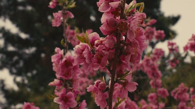 Blooming Ume Blossom Branch in Kyoto, Japan