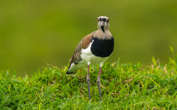 Bronzekiebitz (Vanellus chilensis)