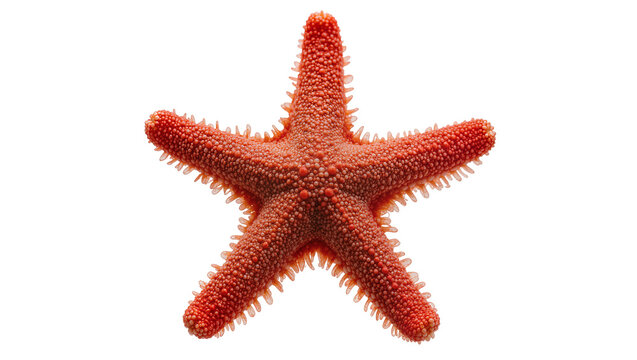 Red starfish with textured skin and spiky arms