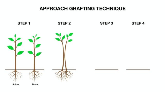 animation of Educational botany infographic showing 4 steps of approach grafting technique. Agriculture diagram illustrates how to join scion and rootstock stems with binding tape