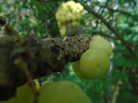 Star Gooseberry Fruits on Tree Branch. Tropical Sour Yellow Berries
