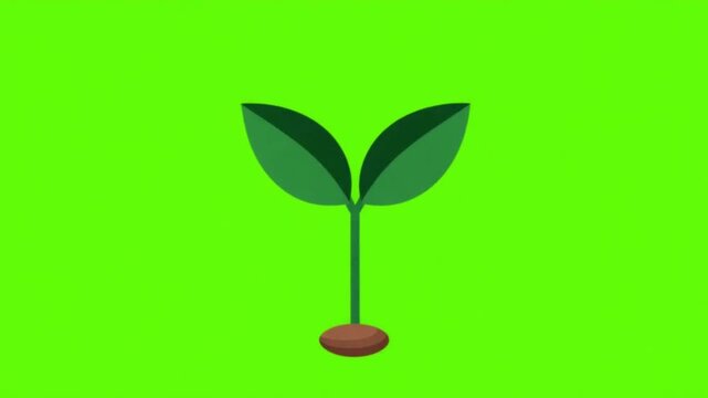 Vector Animation of a Growing Plant Sprout on Chroma Key Green Screen
